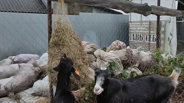 Всех коз забрали, не на мясо!#рек #рекомендации #топ #shortvideo #козы #люблю #goats #жизньвдеревне смотреть онлайн