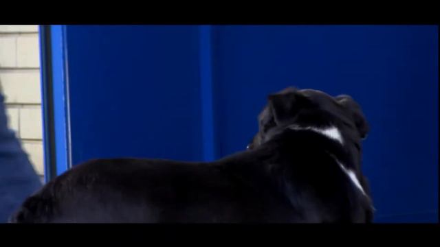 Брошенные. Бездомные животные