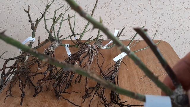 Посылка с розами от Татьяны Козиной смотреть онлайн