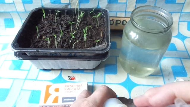 Всего ОДНА ТАБЛЕТКА на литр воды и НАШАТЫРНОГО спирта это СТИМУЛЯТОР МОЩНЫХ КОРНЕЙ для ТОМАТОВ. смотреть онлайн