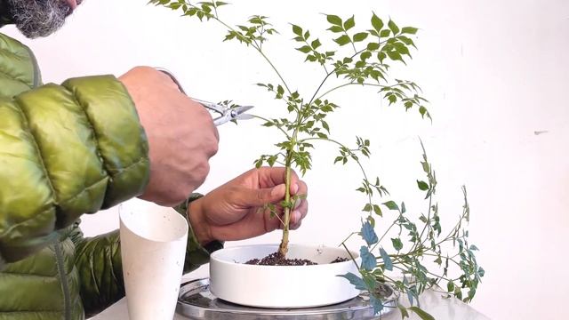 Planting A Forest Of Radermachera Sinica, China Doll, April2022