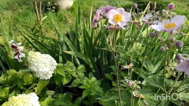 Глициния Blue moon. Клематис Purpurea plena elegans. Ирисы. смотреть онлайн