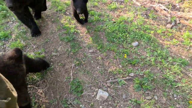 Медвежонок, любитель укусить исподтишка. смотреть онлайн