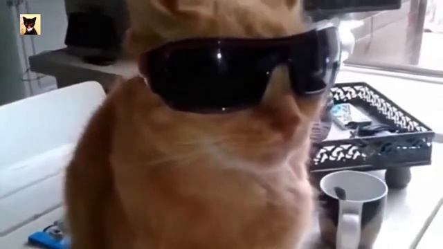 Кошки в очках смотреть онлайн