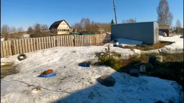 Спасаю розы от снежного плена.#розы,#снег,#Откапываюрозы,#спасаюрозы,#сад. смотреть онлайн