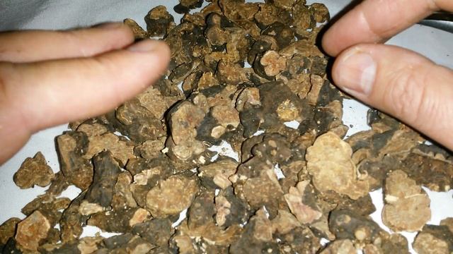 Калган, корень калгана, купить, лапчатка прямостоячая, купить. смотреть онлайн