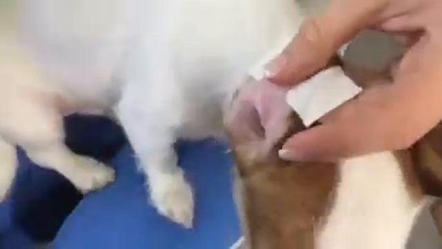 Как заклеить пластырем уши Джек Рассел терьеру