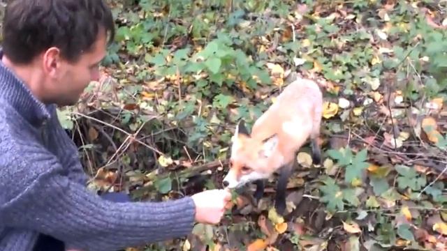 Лиса ест конфеты смотреть онлайн