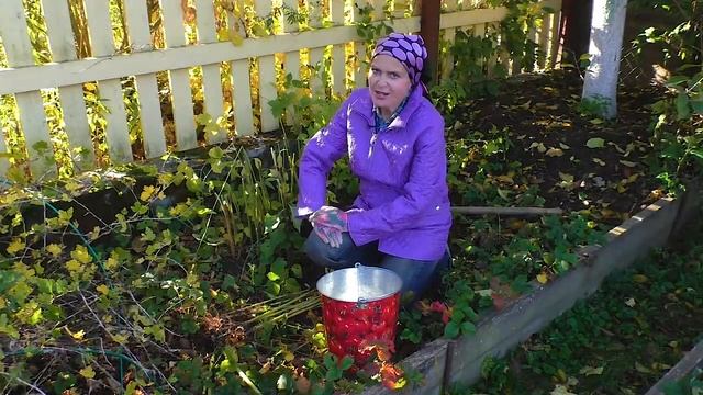 Топинамбур. Как вырастить, как хранить топинамбур, как собирать топинамбур. Польза топинамбура. смотреть онлайн