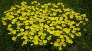 Неприхотливые многолетние цветы посадил и забыл. Растения с минимальным уходом