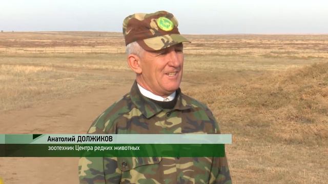 Сюжет о выпуске сайгаков смотреть онлайн