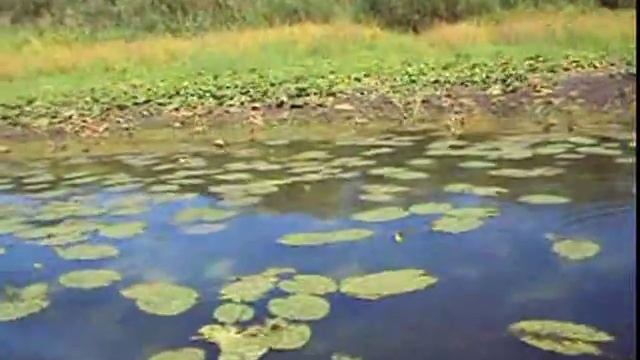 сплав по реке Сож 15-го Августа 2015 года от Ветки до Клёнок смотреть онлайн