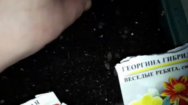 Сеем цветы. Как вырастить мирабилис, семенные георгины, тонколистые бархатцы смотреть онлайн