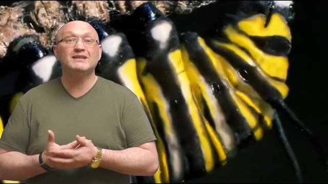 Малоизвестные факты о гусеницах