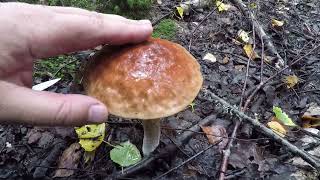 ?ГРИБЫ В ПОДМОСКОВЬЕ.?БЕЛЫЕ, ПОДОСИНОВИКИ, ОПЯТА, ЛИСИЧКИ, СЫРОЕЖКИ, ТСЖ, ВЁШЕНКА. смотреть онлайн