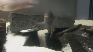 Топ 10 цихлид для начинающих аквариумистов