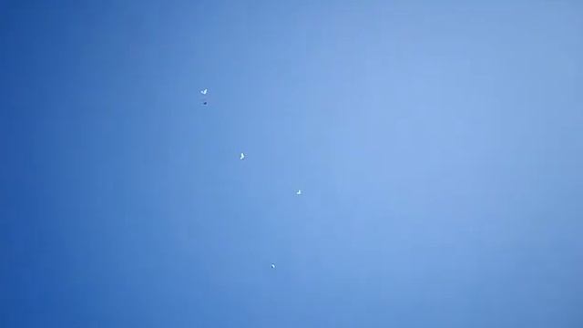 голуби.Александра.(Липецкого).Грибановский.район.Воронежской.обл. смотреть онлайн