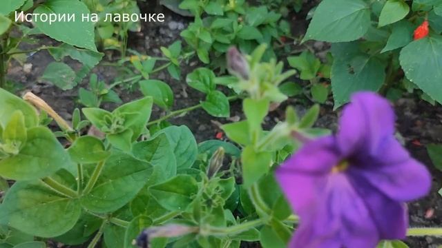 ? Вот теперь начала жить для себя, но получила волну недовольства и угрозу ... смотреть онлайн