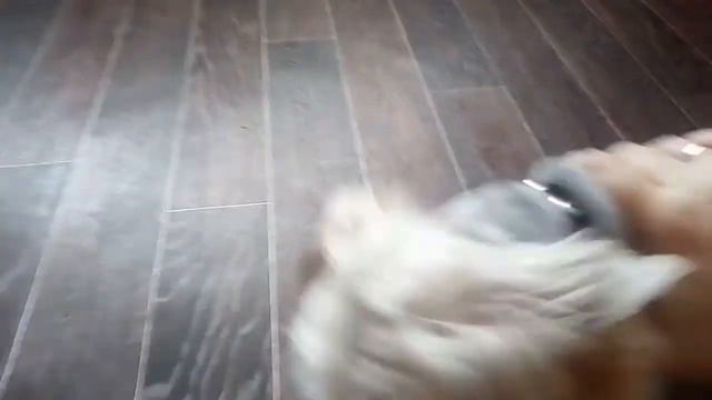 АРЧИ после стрижки. смотреть онлайн