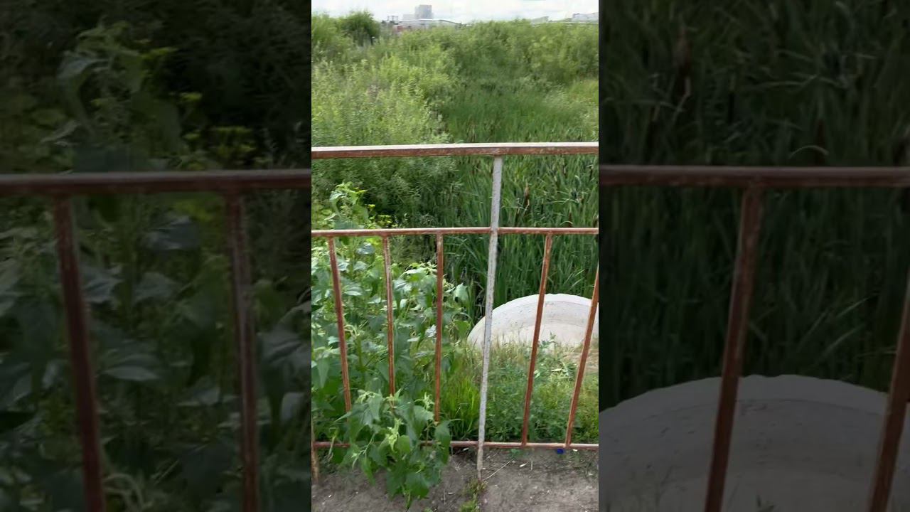 Уточки смотреть онлайн