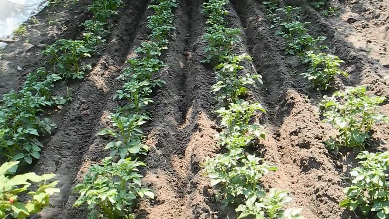 Как и чем окучить картошку смотреть онлайн