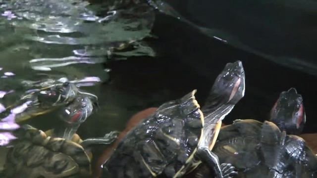 Красноухие /желтобюхие черепахи (американские пресноводные) / Pond slider turtles(Trachemys scripta смотреть онлайн