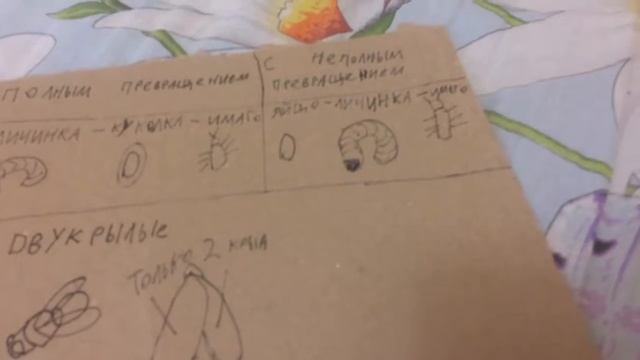 Полное и неполное превращение.Двукрылые смотреть онлайн