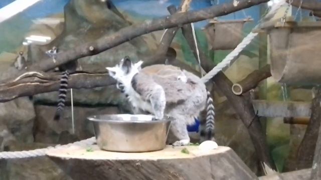 Лемуры и капибары на зимних квартирах смотреть онлайн