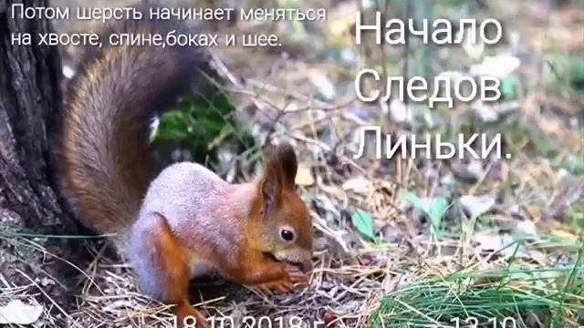 Фенологические наблюдения линьки белки обыкновенной. смотреть онлайн