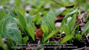 Чем полезна черемша для человека