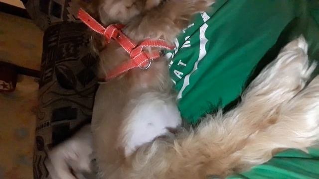 У нас пополнение в семье! Мечты сбываются! Кокер спаниель 2 месяца.Щенок кокер спаниеля. смотреть онлайн