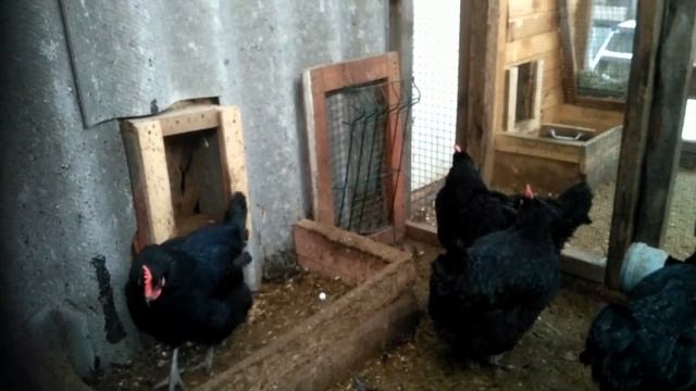 Черный Австралорп, опыт разведения./Black Australorp, breeding experience. смотреть онлайн