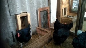 Черный Австралорп, опыт разведения./Black Australorp, breeding experience.
