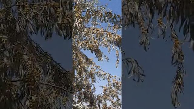 Джида ( #джигида , дикая маслина, масленка, лох узколистный#shorts смотреть онлайн