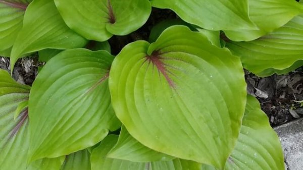ХОСТА ОЛМОУСТ HOSTA ALMOST