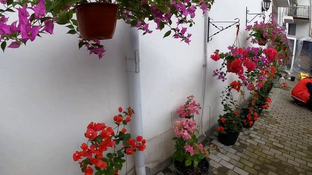 Арка и цветы!?ЛАЗАРЕВСКОЕ и Я смотреть онлайн