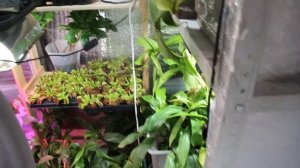 Сергей Куницын о хищных растениях