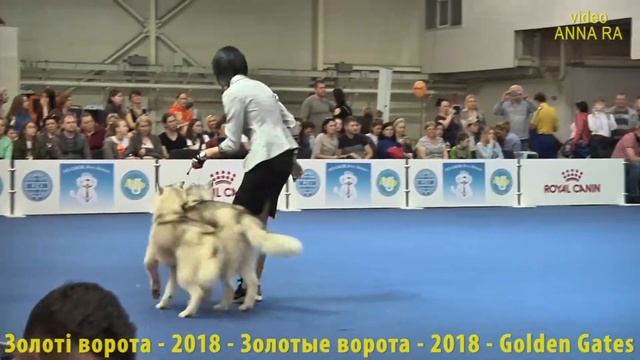 03 Племенная пара ЗОЛОТЫЕ ВОРОТА 2018 Киев смотреть онлайн