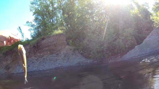 Голавль весной. Разница рыбалки на больших и малых реках... смотреть онлайн