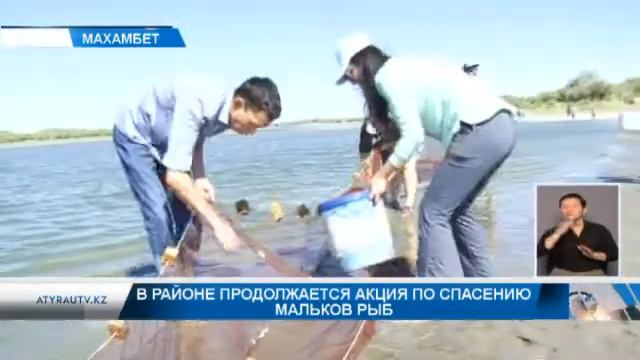 В районе продолжается акция по спасению мальков рыб смотреть онлайн