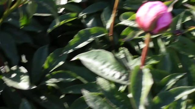 Emma Klehm | R2 Flowers | Peonies смотреть онлайн