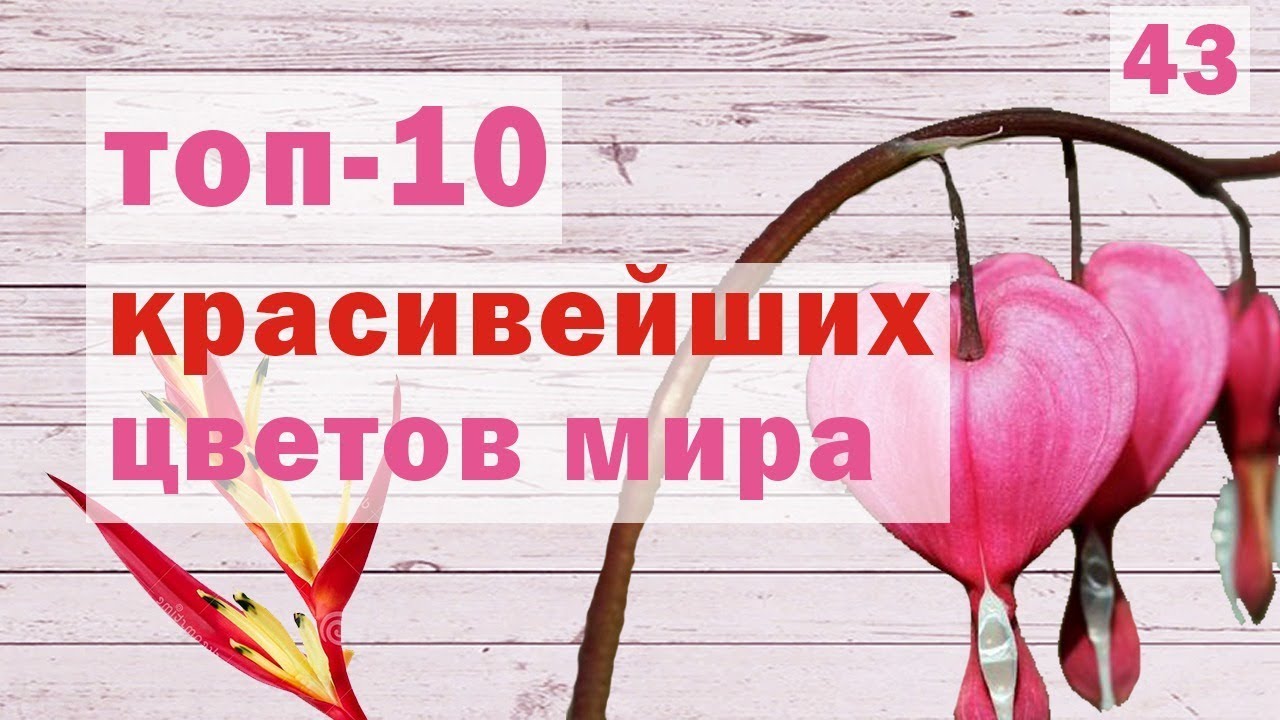 ? САМЫЕ КРАСИВЫЕ ЦВЕТЫ В МИРЕ. Красивые цветочки [ТОП 10] смотреть онлайн