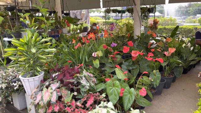 Waters edge plant market смотреть онлайн