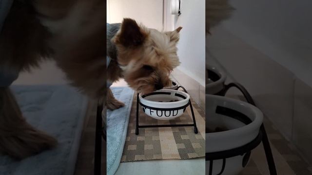 Dog eats ASMR Собака ест ASMR смотреть онлайн