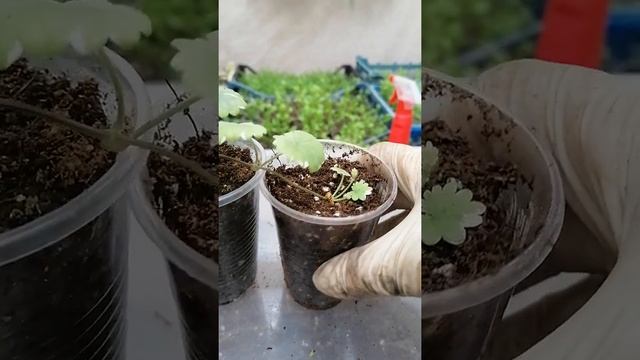 Будра. Самый простой способ размножения... ? смотреть онлайн