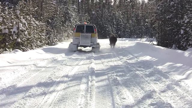 Winter Survival in Yellowstone National Park смотреть онлайн
