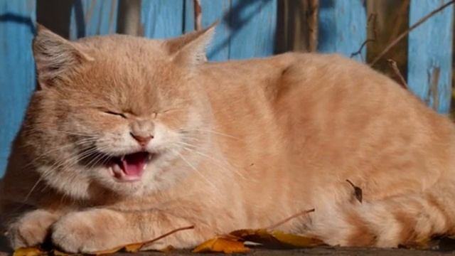 Рыжий Кот Мурлыка.( Яне в день рождения ).wmv смотреть онлайн