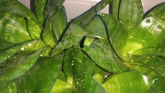 Сансевиерия Ханни. Можно ли мыть или сбрызгивать это растение? смотреть онлайн