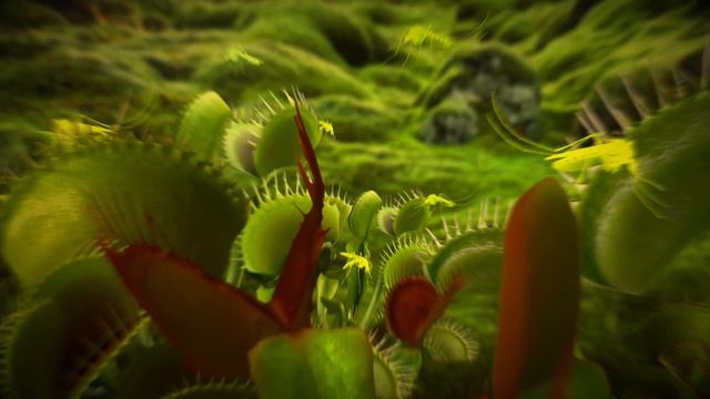 Tuasho - Personal Forest смотреть онлайн