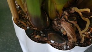 Как отличить цветонос от роста 🌱   у цимбидиума